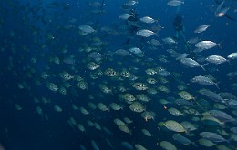 Thailand 2015 - Ko Tao - Poisson-lapin de Java - Siganus javus _IMG_3656_rc